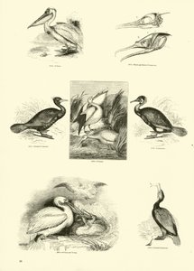 Side fra The Pictorial Museum of Animated Nature