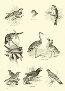 Side fra The Pictorial Museum of Animated Nature