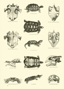 Side fra The Pictorial Museum of Animated Nature