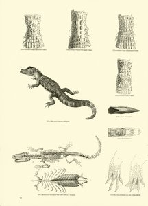 Side fra The Pictorial Museum of Animated Nature