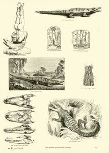 Side fra The Pictorial Museum of Animated Nature