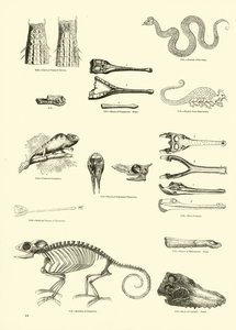 Side fra The Pictorial Museum of Animated Nature