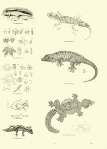 Side fra The Pictorial Museum of Animated Nature