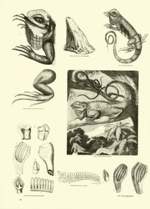Side fra The Pictorial Museum of Animated Nature