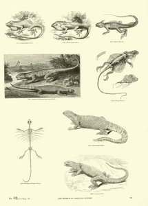 Side fra The Pictorial Museum of Animated Nature