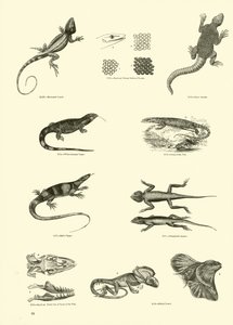 Side fra The Pictorial Museum of Animated Nature