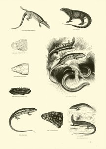 Side fra The Pictorial Museum of Animated Nature