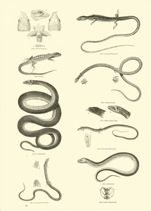 Side fra The Pictorial Museum of Animated Nature