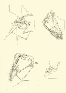 Side fra The Pictorial Museum of Animated Nature