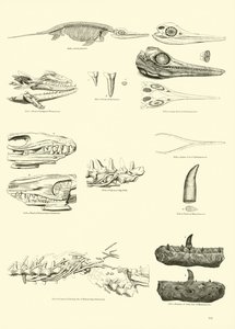 Side fra The Pictorial Museum of Animated Nature