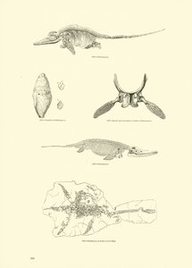 Side fra The Pictorial Museum of Animated Nature