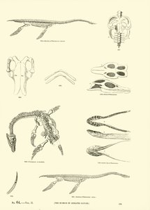 Side fra The Pictorial Museum of Animated Nature