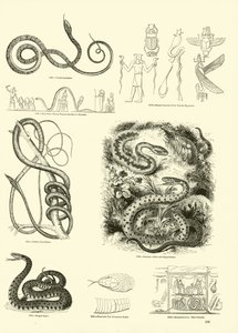 Side fra The Pictorial Museum of Animated Nature