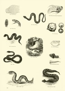 Side fra The Pictorial Museum of Animated Nature