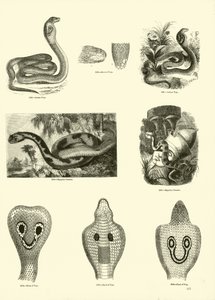 Side fra The Pictorial Museum of Animated Nature