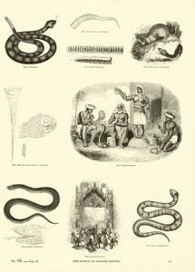 Side fra The Pictorial Museum of Animated Nature