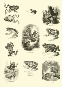 Side fra The Pictorial Museum of Animated Nature