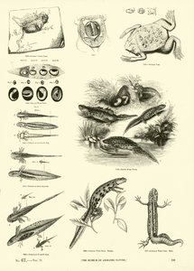 Side fra The Pictorial Museum of Animated Nature