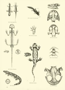 Side fra The Pictorial Museum of Animated Nature av English School
