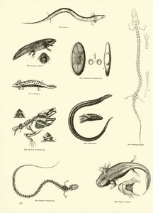 Side fra The Pictorial Museum of Animated Nature