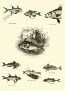 Side fra The Pictorial Museum of Animated Nature
