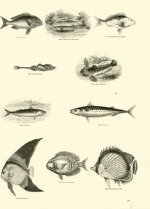 Side fra The Pictorial Museum of Animated Nature av English School
