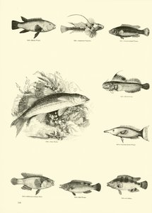 Side fra The Pictorial Museum of Animated Nature