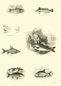 Side fra The Pictorial Museum of Animated Nature