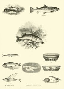 Side fra The Pictorial Museum of Animated Nature
