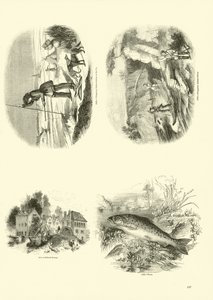 Side fra The Pictorial Museum of Animated Nature