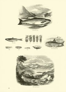 Side fra The Pictorial Museum of Animated Nature