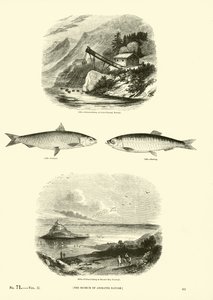 Side fra The Pictorial Museum of Animated Nature