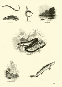 Side fra The Pictorial Museum of Animated Nature