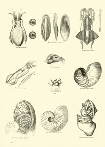 Side fra The Pictorial Museum of Animated Nature