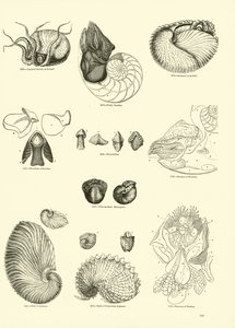 Side fra The Pictorial Museum of Animated Nature