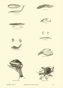 Side fra The Pictorial Museum of Animated Nature