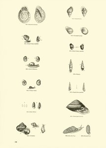 Side fra The Pictorial Museum of Animated Nature