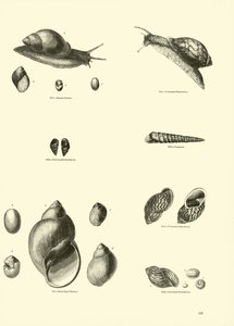 Side fra The Pictorial Museum of Animated Nature