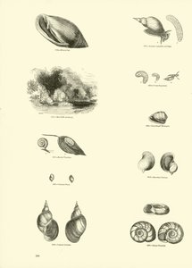 Side fra The Pictorial Museum of Animated Nature