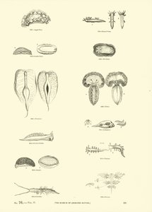 Side fra The Pictorial Museum of Animated Nature