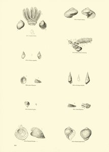 Side fra The Pictorial Museum of Animated Nature