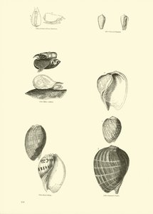 Side fra The Pictorial Museum of Animated Nature av English School