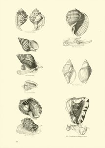 Side fra The Pictorial Museum of Animated Nature