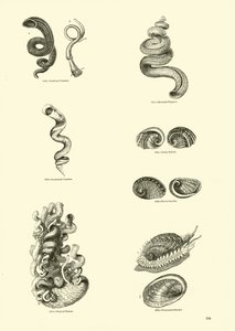 Side fra The Pictorial Museum of Animated Nature