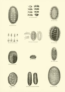 Side fra The Pictorial Museum of Animated Nature av English School