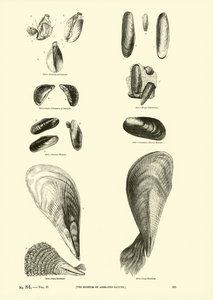Side fra The Pictorial Museum of Animated Nature