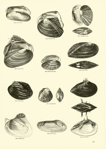 Side fra The Pictorial Museum of Animated Nature av English School