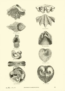 Side fra The Pictorial Museum of Animated Nature
