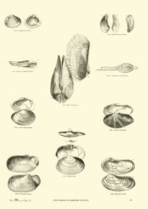 Side fra The Pictorial Museum of Animated Nature