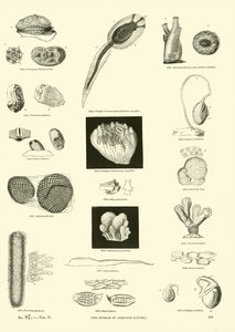 Side fra The Pictorial Museum of Animated Nature